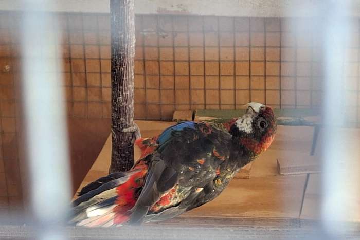 rosella pop