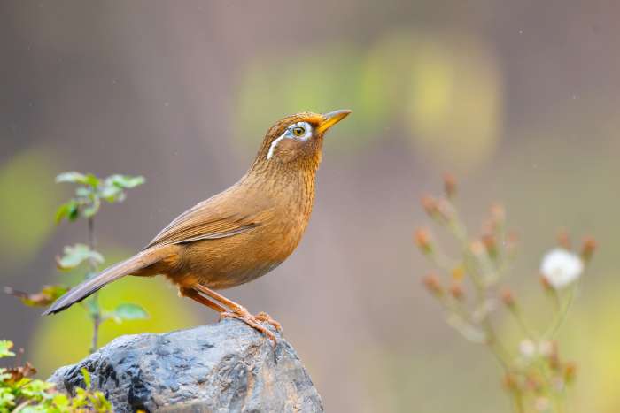 chinese spotlijster = garrulax canorus = witbrouwlijstergaai