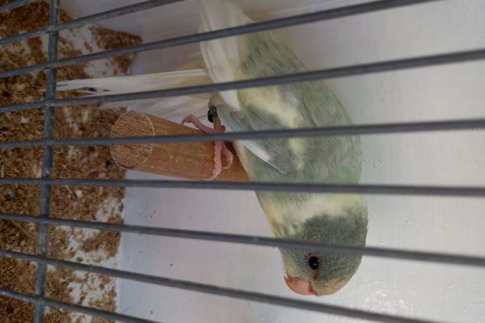kakariki