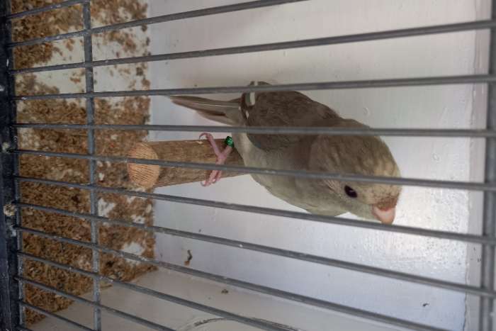 kakariki