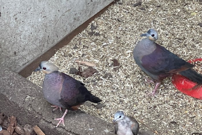 diverse duiven te koop