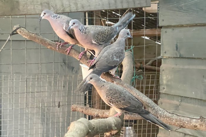 diverse duiven te koop