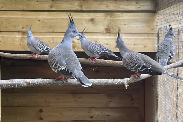 diverse duiven te koop