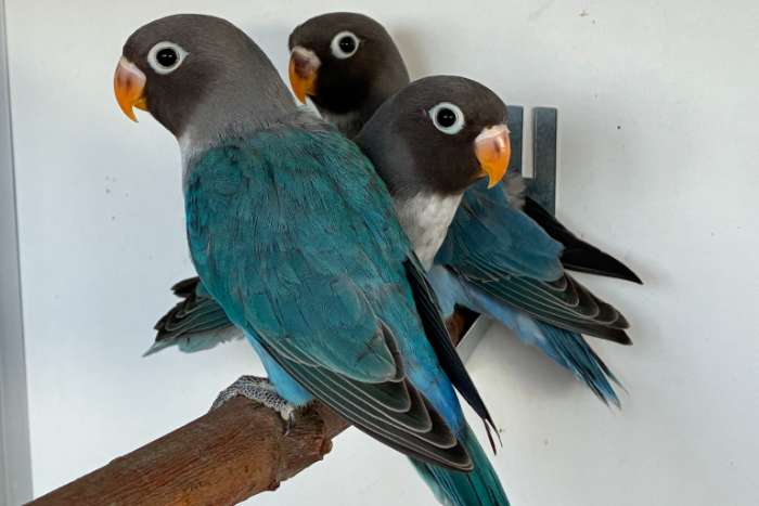 agapornis nigrigenis 2026 – blauw serie