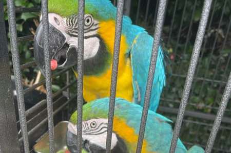 blue & gold macaw proven breeding pair
