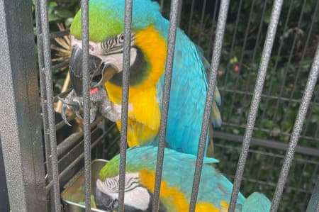 blue & gold macaw proven breeding pair