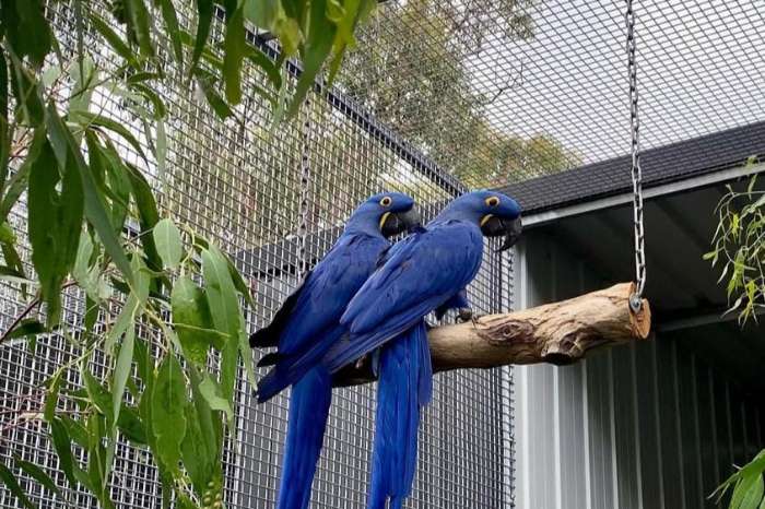 young pair of hyacinth macaws (1.1 anodorhynchus hyacinthinus)