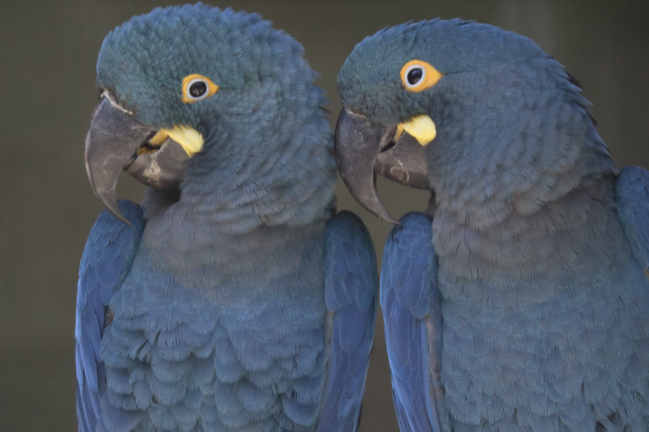 exceptional pair of lear's macaws (anodorhynchus leari)