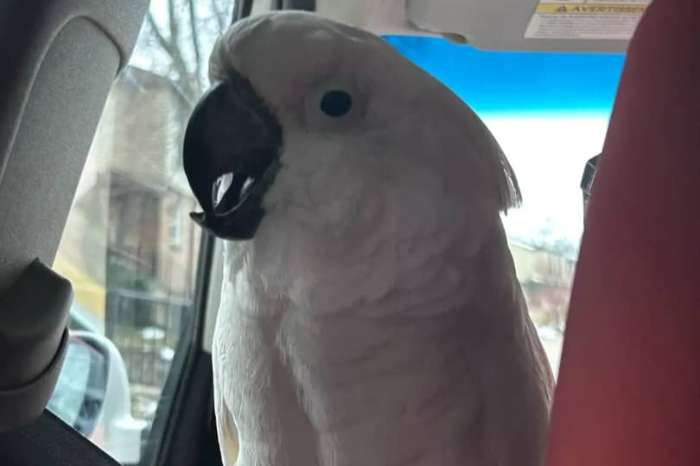 for sale- cacatua alba  ( umbrella cockatoo)