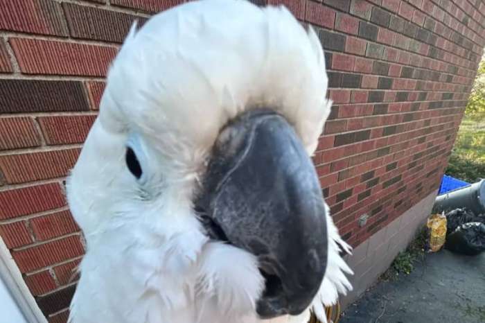 for sale- cacatua alba ( umbrella cockatoo)