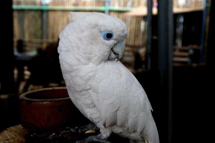 cacatua ophthalmica (blue-eyed cockatoo )