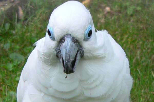 cacatua ophthalmica (blue-eyed cockatoo )