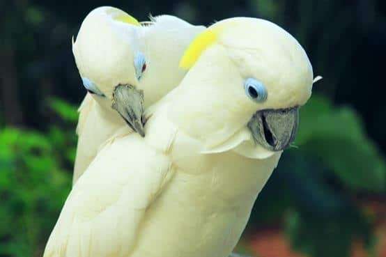 cacatua ophthalmica (blue-eyed cockatoo )