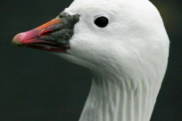 ross gans
