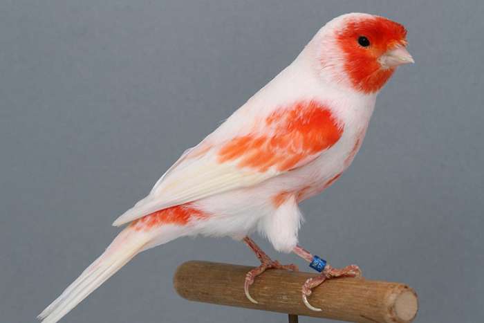 rood/wit mozaieken