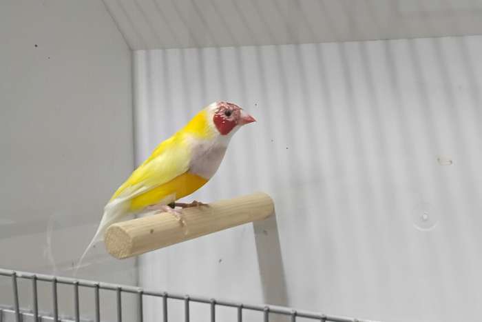 koppel gouldamadines