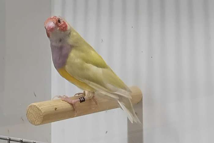 koppel gouldamadines