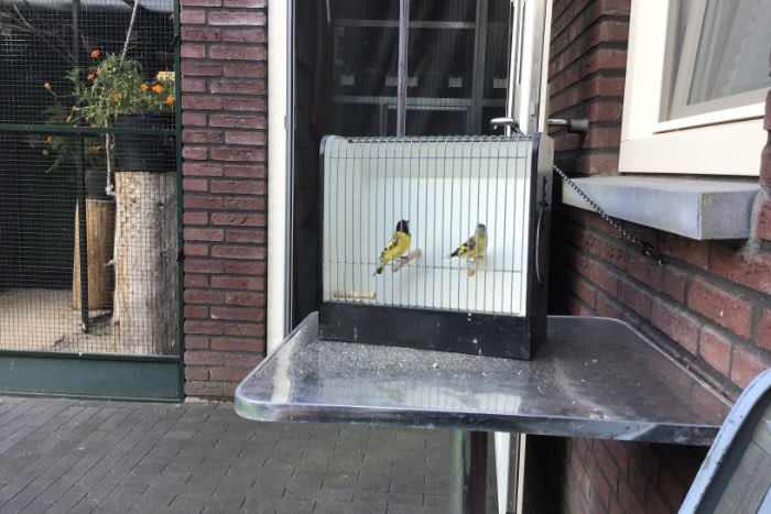 te koop