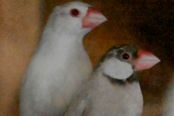 rijstvogel