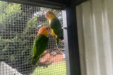 pair of white-bellied caique ( pionites leucogaster)