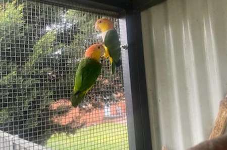 pair of white-bellied caique ( pionites leucogaster)