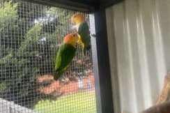 pair of white-bellied caique ( pionites leucogaster)