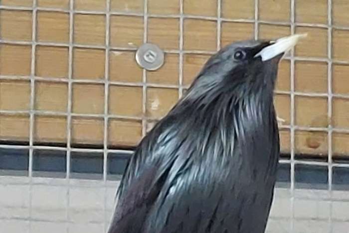 zwarte spreeuw sturnus unicolor