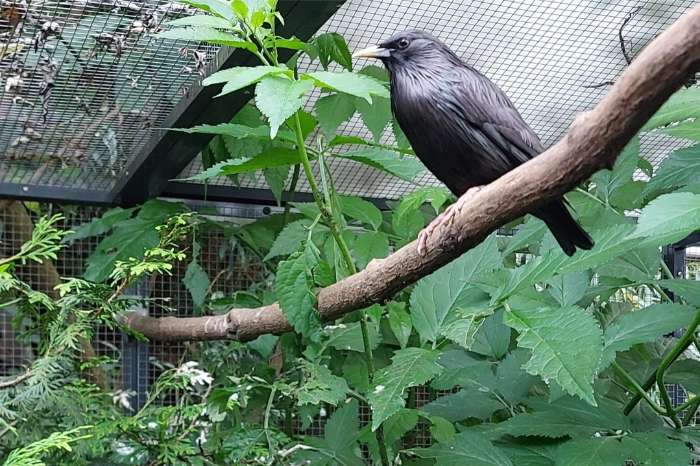 zwarte spreeuw sturnus unicolor