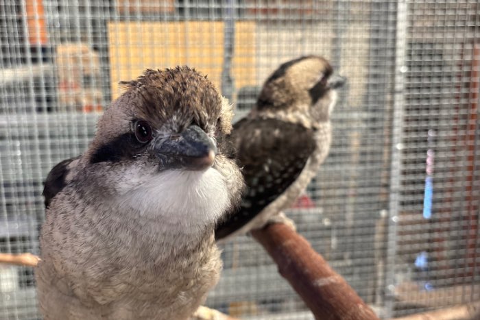 kookaburra