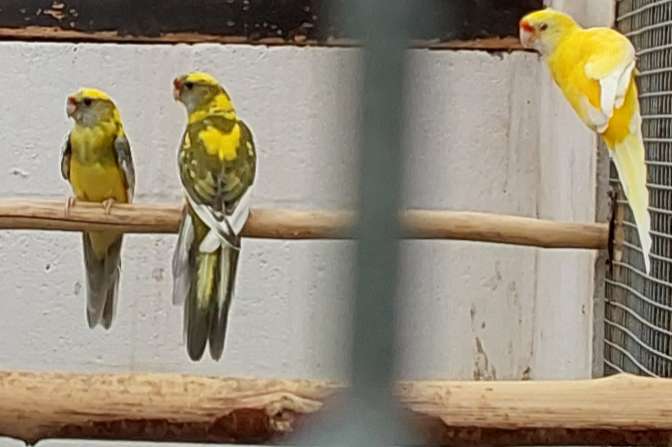 kwkoppels rosella's. mutatie strogeel.barraband .kakariki enz