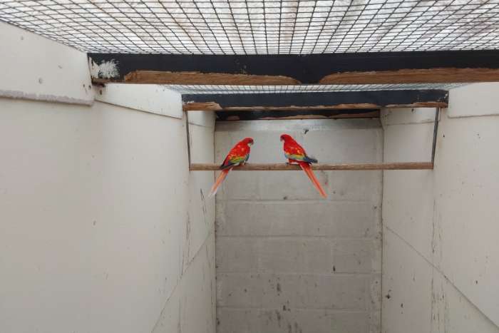 kwkoppels rosella's. mutatie strogeel.barraband .kakariki enz