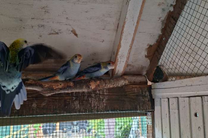 bleekkop rosella