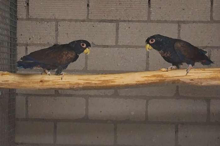kweekkoppel bronsvleugel papegaaien 2019