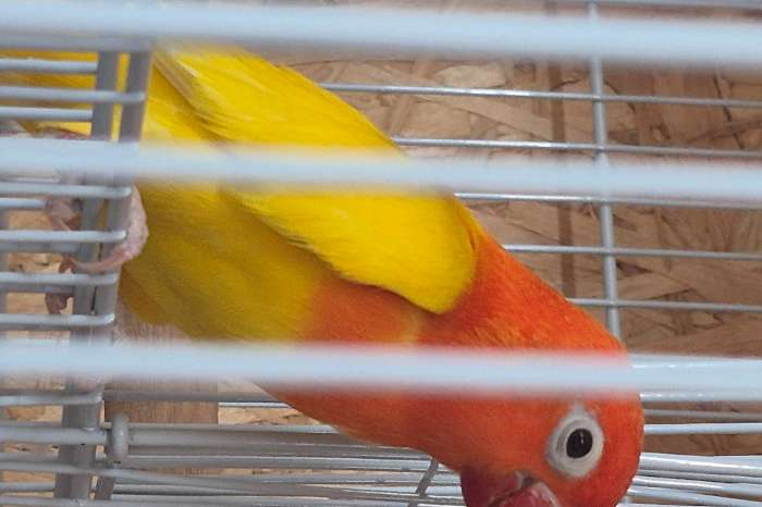 7 lutino opeline fischerie