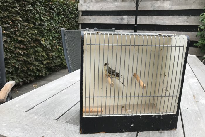 gele kwikstaart pop