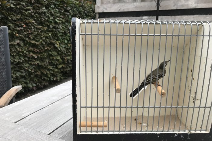 gele kwikstaart pop