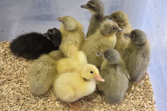 indische loopeenden kuikens