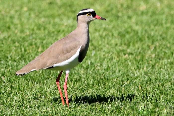 vanellus coronatus