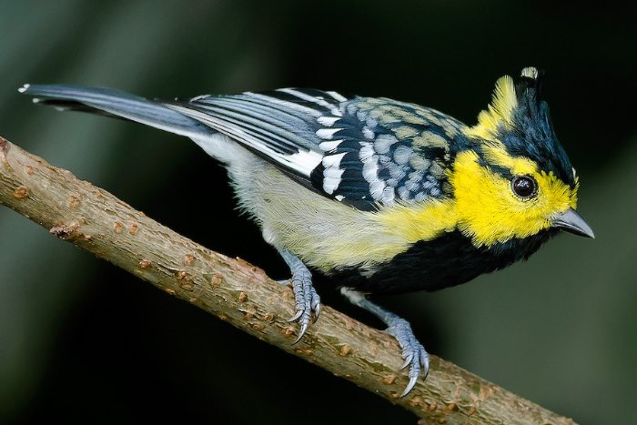 geelwangmees - machlolophus spilonotus