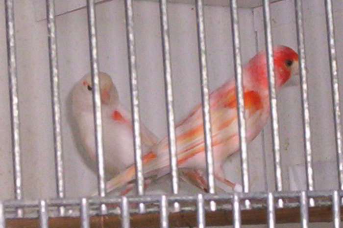 rood/wit mozaieken