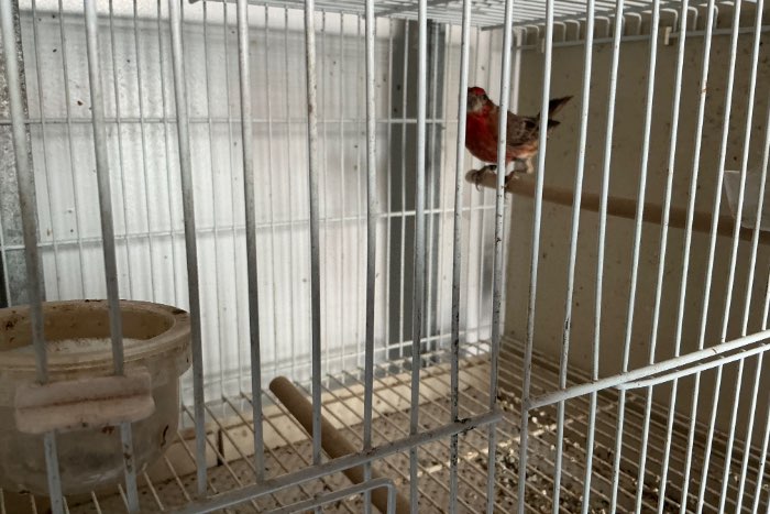 te koop mexcikaanse rood mus split pheo