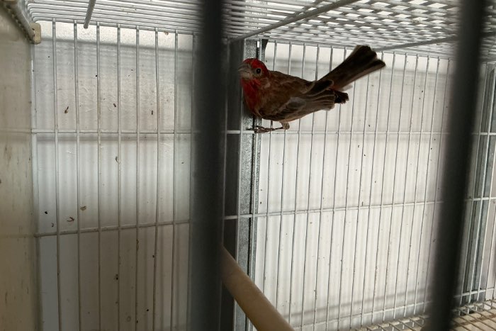 te koop mexcikaanse rood mus split pheo