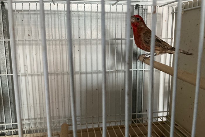 te koop mexcikaanse rood mus split pheo