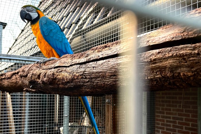 strak groot koppel blauw gele aras
