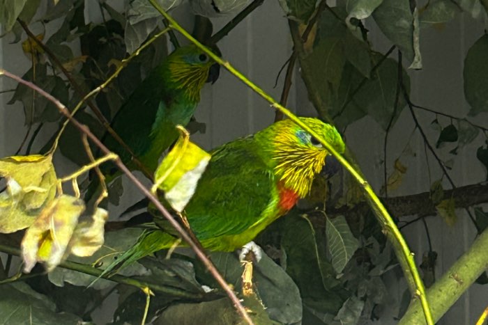 psittaculirostris salvadorii