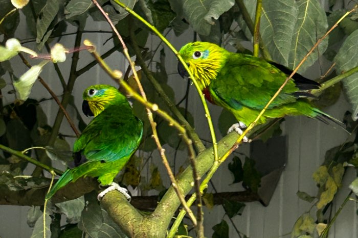 psittaculirostris salvadorii