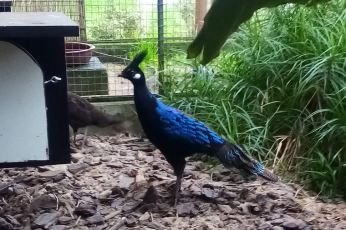 vogels kweekjaar 2026