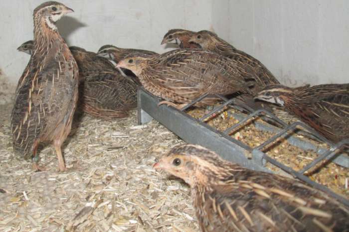 harlekijnkwartels