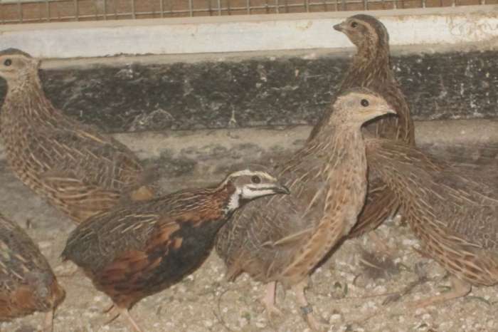 harlekijnkwartels