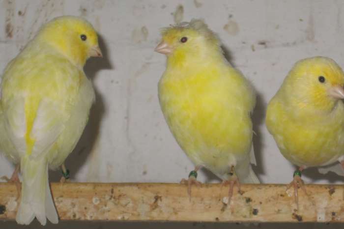 duitse kuif kanarie